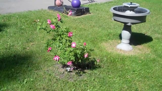 Willian Baffin Roses & Fountain...June 25 2015 смотреть онлайн