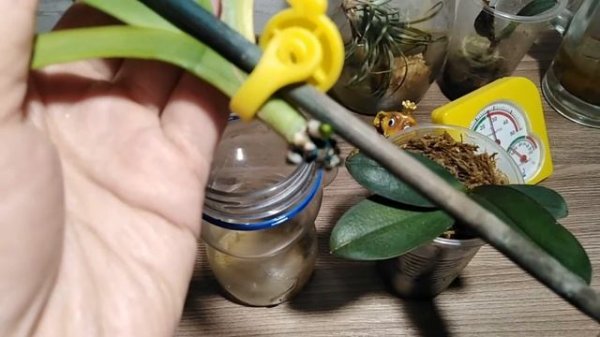 Как нарастить корни Ванде, что стало с вандой через месяц.#вандаорхидеи#еленазагороднаяжизнь