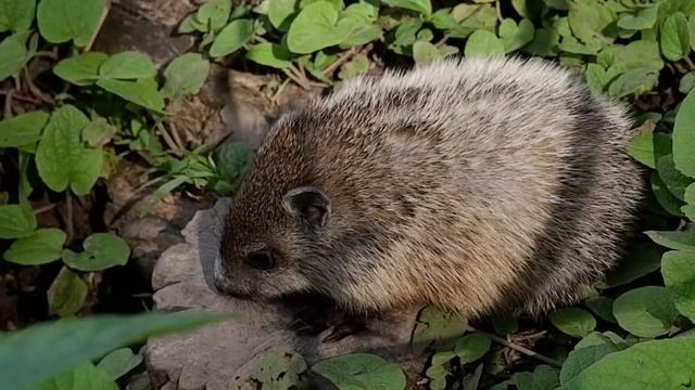 Лесной сурок смотреть онлайн