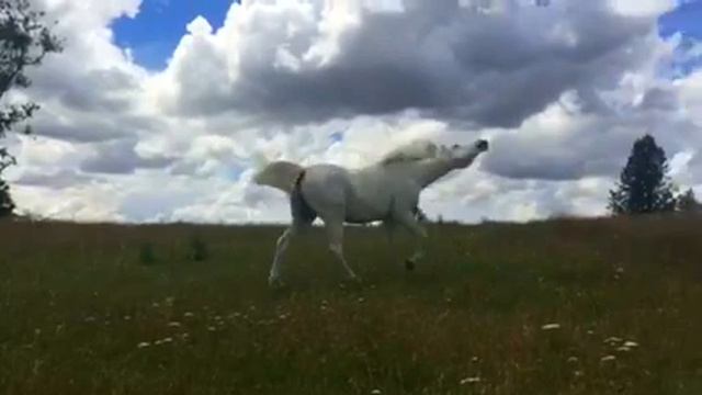 Princess Cambria, White Arabian Mare смотреть онлайн