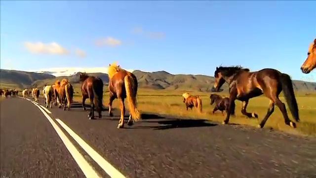 Лошади у обочины (Клип) смотреть онлайн