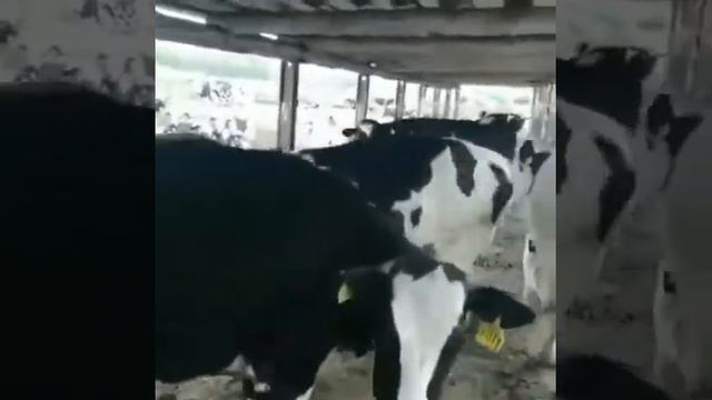 Нетели Коровы, стельность 5 месяцев, Чёрная Пестрая порода. Продажа КРС из РФ. смотреть онлайн