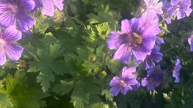 Bienen im Geranium смотреть онлайн