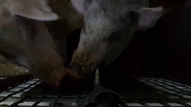 Рацион моих свиноматок. Немного обо всем:) смотреть онлайн