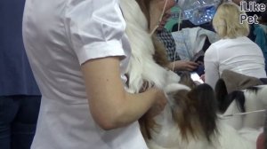 5 пород собак, идеально подходящих для пожилых людей