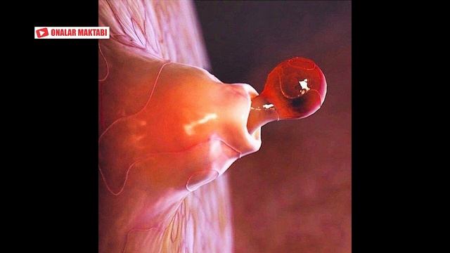 HOMILADOR BO'LMOQCHIMISIZ BUNI BILISHINGIZ SHART ||  ХОМИЛАДОР БОЛМОКЧИМИСИЗ БУНИ БИЛИШИНГИЗ ШАРТ