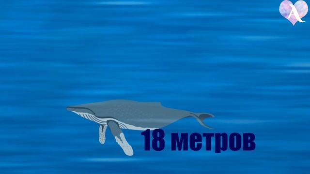 ОКЕАНСКИЕ МОНСТРЫ | Самое большое существо на Земле. Обучающий ролик смотреть онлайн