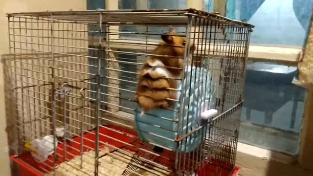 Сирийского хомяка прет круче чем видео оператора смотреть онлайн