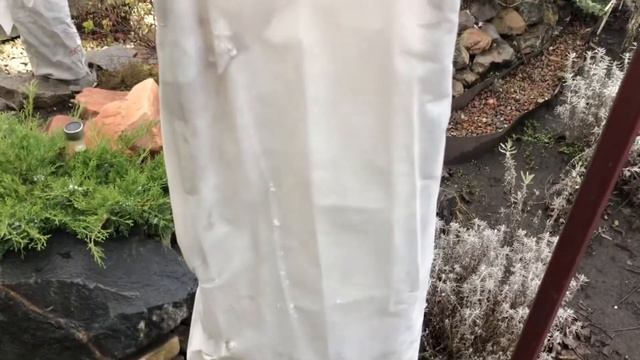 Утеплюєм рози, виноград, кипарисовик, туї і не тільки. Морози ідуть. Утеплення рослин. Утеплённые. смотреть онлайн
