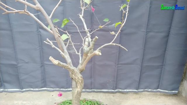 My New Bougainvillea Bonsai Video 01 Part 2 || samaresh Bonsai || 2019 смотреть онлайн