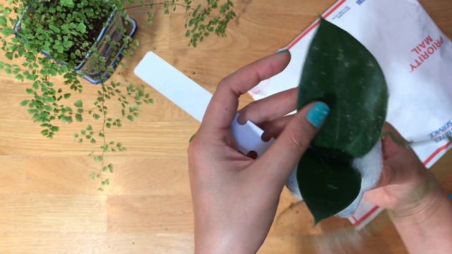 Erica's Hoya Plant Mail from Ric & Swiffers Facebook Group смотреть онлайн