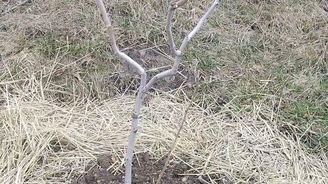 Искусственное опыление фундука, сбор пыльцы фундука, смотреть онлайн