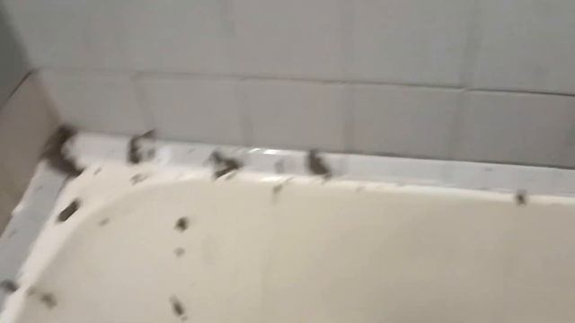 Дешёвый косметический ремонт ванной своими руками. Самостоятельно сделали ремонт в ванной за 5 дней смотреть онлайн