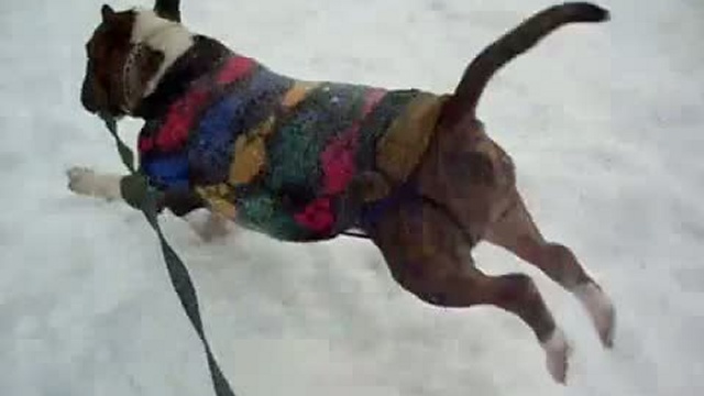 Борька зимой