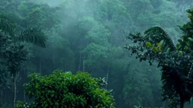 Тихий шум дождя, без грозы. The Quiet Sound Of Rain, No Thunderstorm.