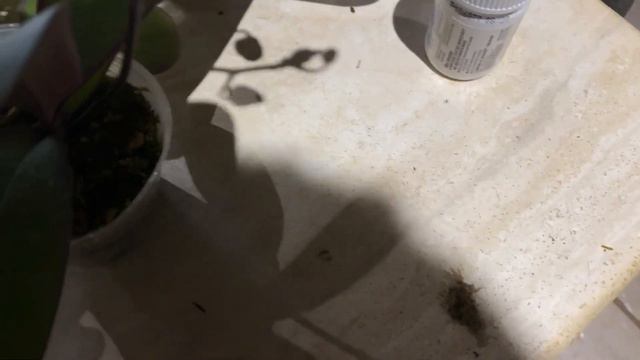 AN ORCHID A DAY EPISODE 217 MY NEW PHALAENOPSIS SPECIES AND HYBRIDS #normansorchids смотреть онлайн