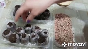 Как посадить петунию в торфяные таблетки. Посев петунии на рассаду.