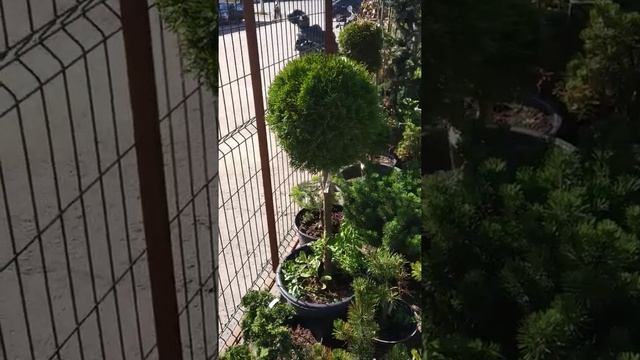 Туя западная шарообразная на штамбе