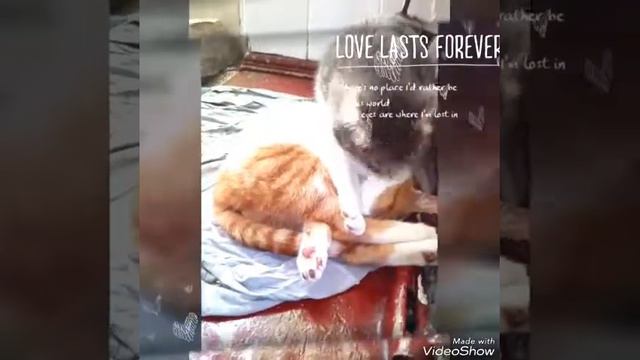 Коты умываются смотреть онлайн