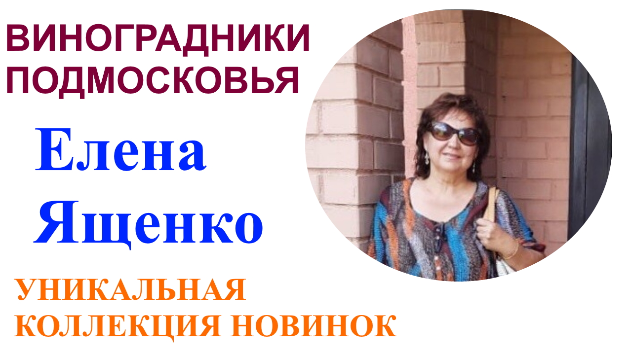 Коллекционный виноградник в Подмосковье или в гостях у Елены и Вячеслава Ященко . смотреть онлайн