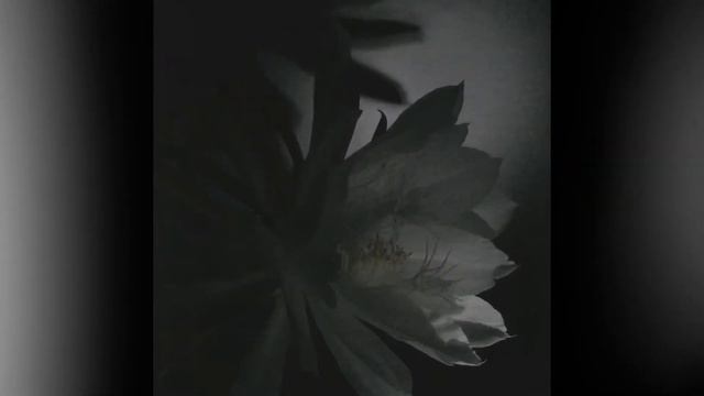 月下美人・Queen of the Night/Epiphyllum Oxypetalum смотреть онлайн
