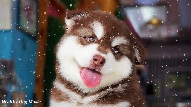 Songs for Nervous Dogs! Soothing Music to Calm Your Hyperactive, Anxious Dog and Help with Sleep! смотреть онлайн