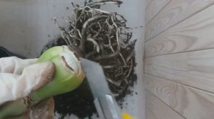 Гиппеаструм пересадка