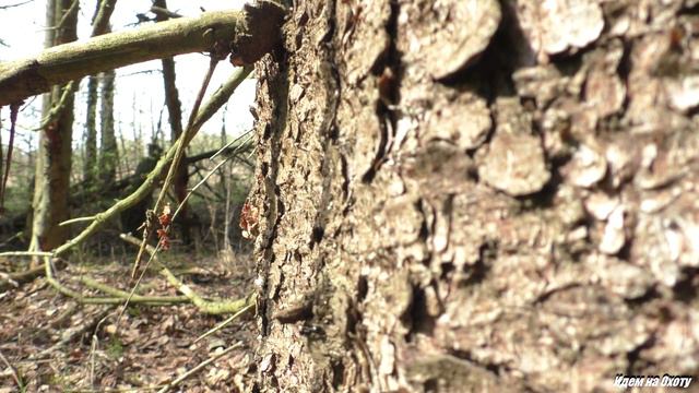 Муравей смотреть онлайн