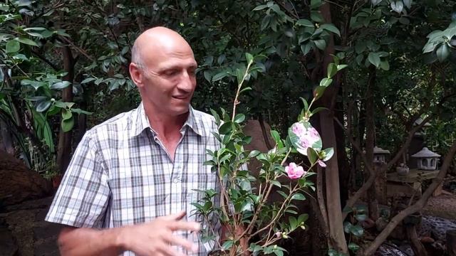 Plant of the week for 17 April 2021 is the Camelia Sasanqua смотреть онлайн