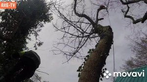 Спил деревьев.Арбористика.