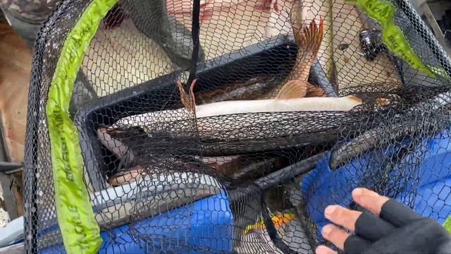 Рыбалка на Северной Сосьве в сентябре 2020 года. смотреть онлайн