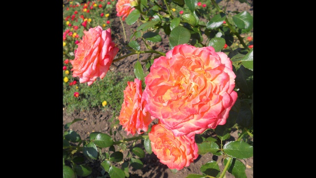 Вдыхая розы аромат смотреть онлайн