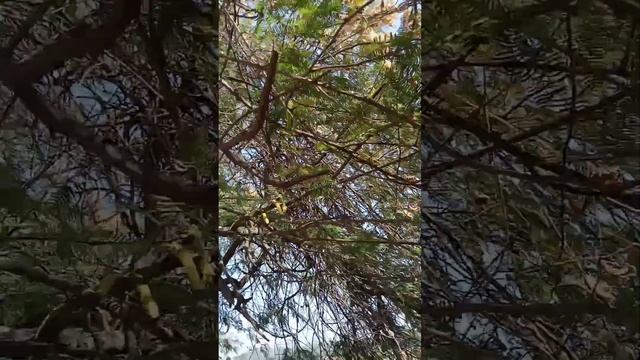 ATI DURLABH KHANJAN PAKSHI KA MADHUR GIT (WAGTAILBIRD SOUND) save nature смотреть онлайн