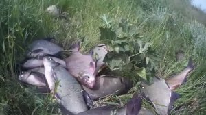 ЛЕЩ на ФЛЭТ ФИДЕР!!! Поклевки ПОДЛЕЩИКА крупным планом на водохранилище Сухая Падина..mp4