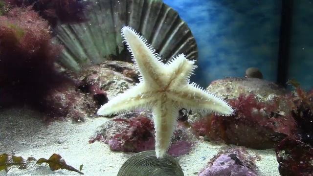 Update 15 - LOSSES AND CHANGES IN THE TANK - Native Norwegian cold water marine tank (180L) смотреть онлайн