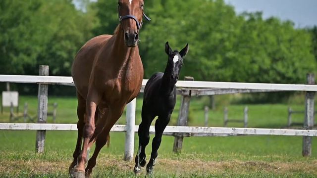 Geena Van ‘t Roosakker (Darco) x Cornet Obolensky (Clinton) смотреть онлайн