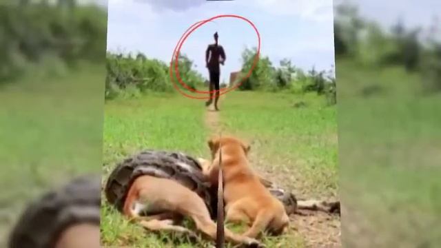How This Brave Puppy save its Mother from a Vicious Python Attack смотреть онлайн