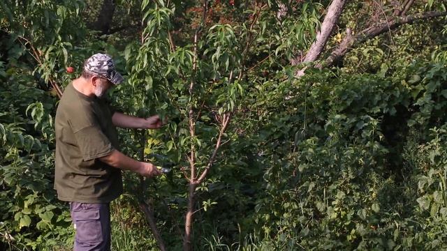 Летние работы в саду: обрезка "волчков" смотреть онлайн