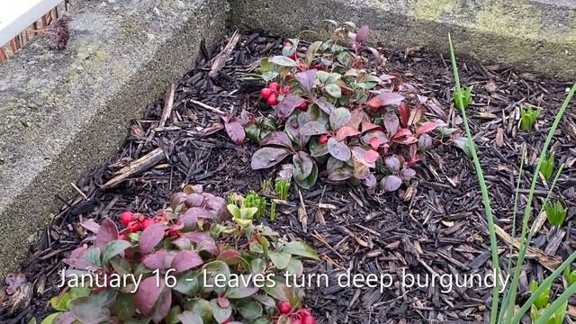 Wintergreen (Gaultheria Procumbens) - Winter Update January 16