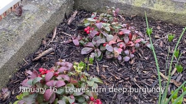 Wintergreen (Gaultheria Procumbens) - Winter Update January 16