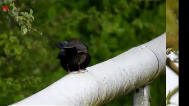 Чёрный дрозд 3 (нем. Amsel) (анг. Blackbird) (дан. Solsort) (исп. Mirlo común) (ит. Merlo) смотреть онлайн