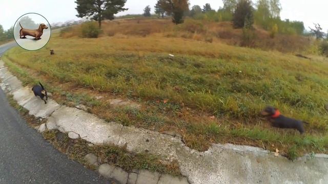 ТАКСЫ ^ ТАКСА ^ ТАКСЫ * Что лучше одной ТАКСЫ Три ТАКСЫ! I Love Dogs Dachshunds!