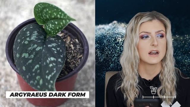 Rare Plant Index #13 | Scindapsus | Uncommon To Extremely Rare Plants!