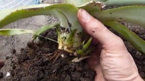 Ананас. Пересадка ананаса в грунт в теплицу. Грунт для Ананаса