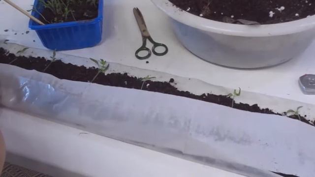 Пикировка томатов в плёнку смотреть онлайн