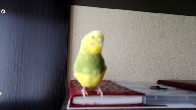 КАК ПРИРУЧИТЬ ПОПУГАЯ? ЛАЙМА БЕРЕМЕННА? СБЕЖАЛА ИЗ ДОМА! смотреть онлайн