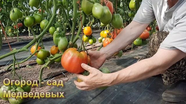 Универсальный набор томатов для огородников. «Урожайный огород» смотреть онлайн