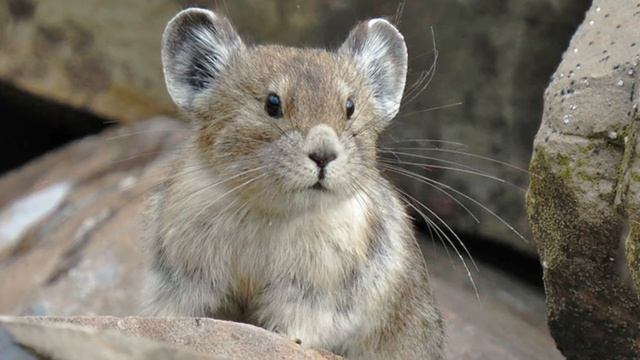Удивительные соседи. Млекопитающая пищуха. смотреть онлайн