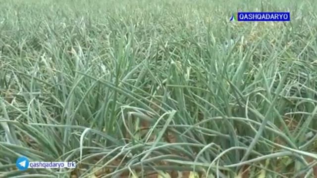 Кашкадарё 24 | Qashqadaryo News