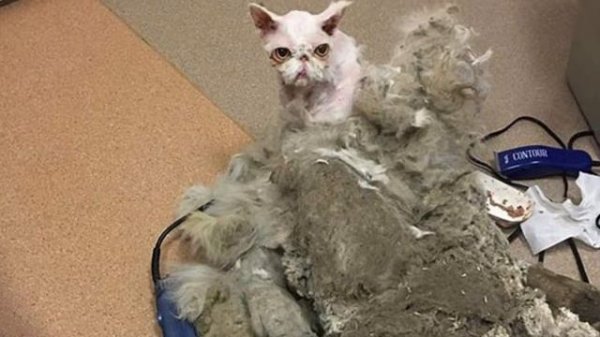 THE PERSIAN CAT WAS LIKE A FUR CARPET!!!